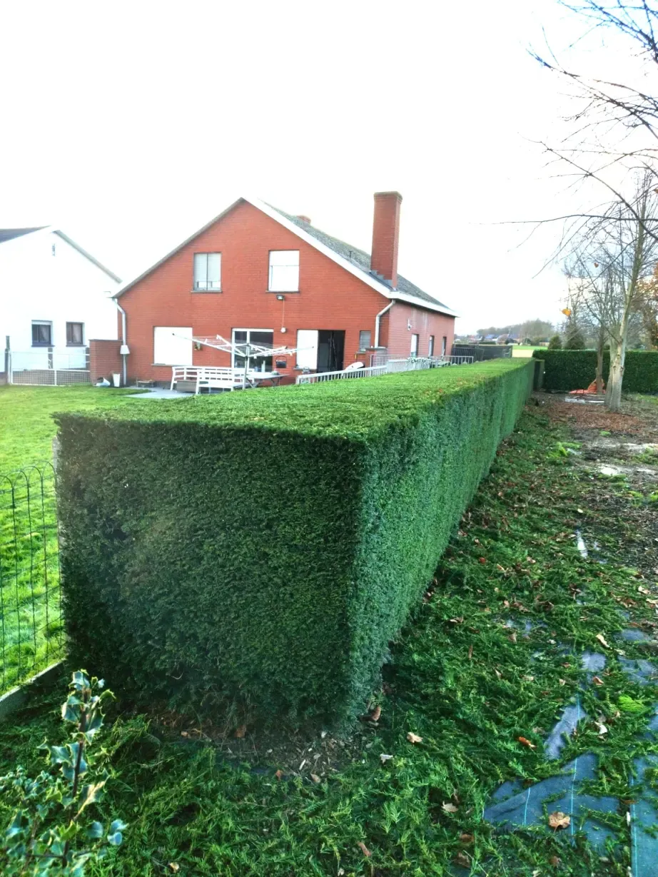 Professioneel tuinonderhoud met vakkundig snoeiwerk en gazonverzorging door Js Tuinen in Denderwindeke